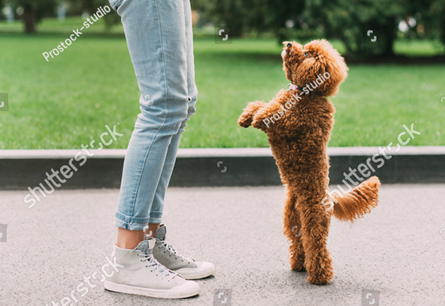 Quản lý chó Poodle của chúng tôi đã dạy anh ta đứng trên hai chân và anh ta làm được! Hãy xem hình ảnh này để nhận được những lời khuyên bổ ích về cách dạy chó của bạn. Nó thực sự khiến bạn muốn học hỏi thêm về cách dạy chó.