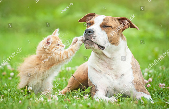 Hãy khám phá bức ảnh đáng yêu của những chú chó mèo đang thân nhau. Hình ảnh đầy ấm áp này chắc chắn sẽ khiến bạn thấy những niềm vui và niềm tin vào tình bạn.