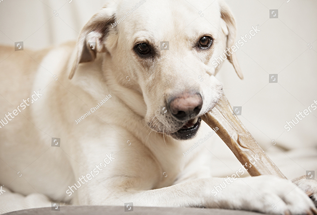 Xương canxi là một phần cần thiết trong chế độ ăn của chó. Hãy xem hình ảnh để tìm kiếm những loại xương chứa nhiều canxi để giúp tăng cường khả năng chịu đựng và xương của chó.