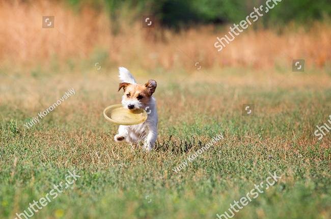 Hướng dẫn chó cách chơi trò ném đĩa bay cực đỉnh | Yêu Thú Cưng