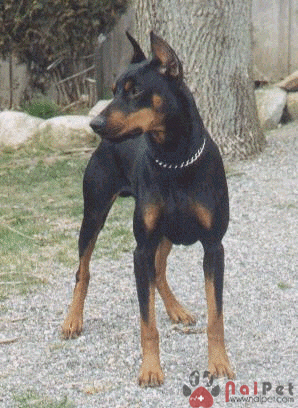 German Pinscher– Người Anh Em Của Doberman: Nguồn gốc đặc điểm và tính ...