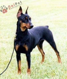 German Pinscher– Người Anh Em Của Doberman: Nguồn gốc đặc điểm và tính ...