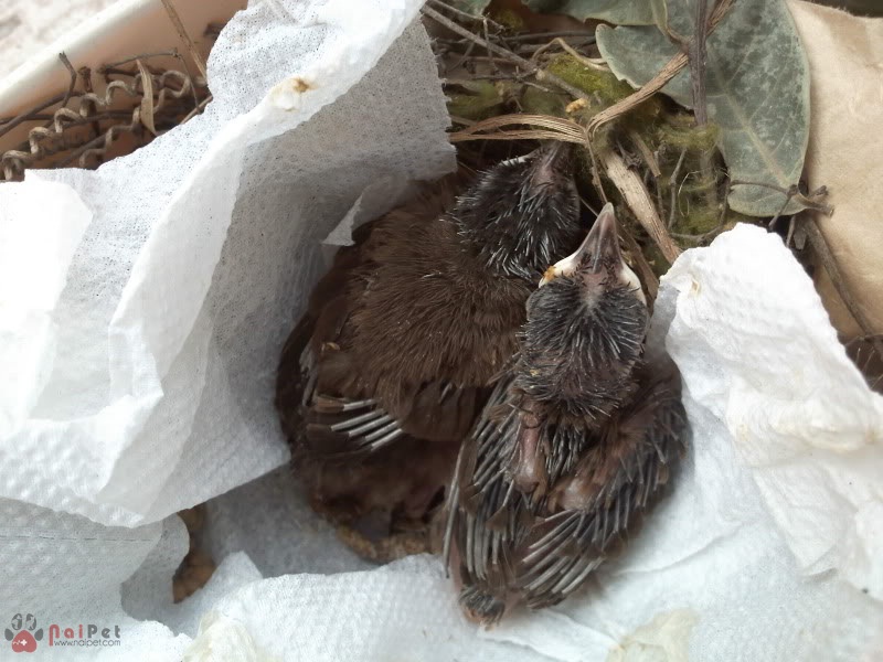 Những điều cần chú ý trong việc nuôi chim chào mào bạch tạng – Chim Cảnh  Việt