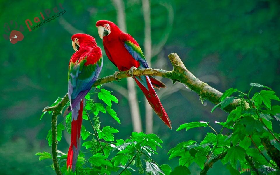 Tổng hợp giống chim cảnh đẹp giá rẻ tại Việt Nam