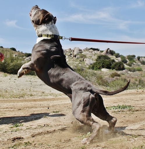Chó Pitbull: Nguồn Gốc Đặc Điểm Và Tính Cách | Chó | Yêu Thú Cưng