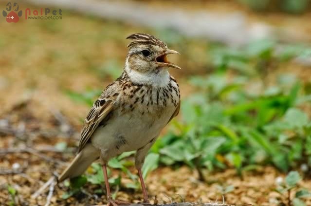 ✓ Skylark Birds Singing Very Good – Voice Booster Sound || Nguyên Sách –  Tập 139 - YouTube
