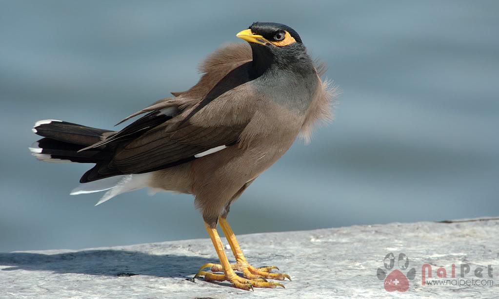 5 loài chim biết nói tiếng người được săn lùng nhất hiện nay | Pet Mart