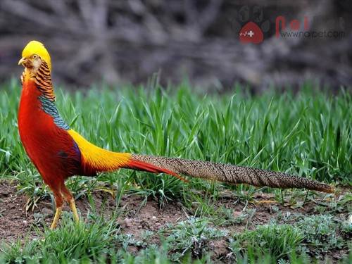 Chim Trĩ vàng bảy màu-Trang Trại Vườn Chim Việt