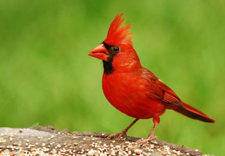Cà Mau: Hội thi chim chào mào hót chào mừng ngày giải phóng miền Nam