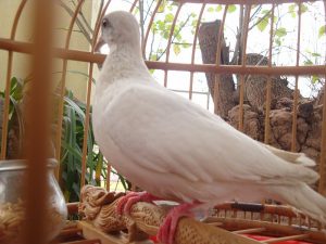 Kỹ thuật nuôi chim cu gáy – Chim Cảnh Việt