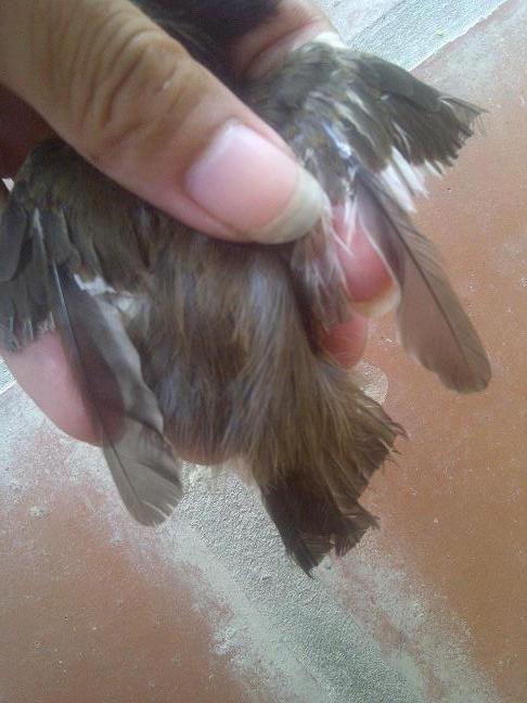 Cám chim chào mào "Không Gian Rừng" Hạt Dưỡng Chất KGR, Cám chim cảnh, thực  phẩm cho chim, thức ăn cho chim cảnh. | Lazada.vn