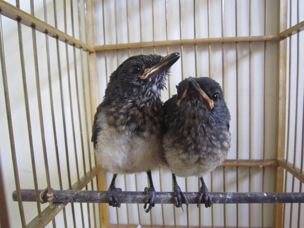 6 Cách Phân Biệt Chim Chích Chòe Than Trống Mái Chuẩn Nhất Các Bạn Nên Biết  Để Chọn Chim Không Lỗi. - YouTube