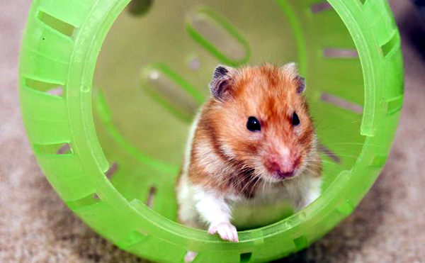 Cách chăm sóc, luyện tập cho Hamster chuẩn nhất | Chuột | Yêu Thú Cưng