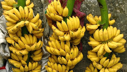 10 loại trái cây tốt cho quá trình thay lông – thichre.com