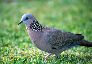 Loài chim “ồn ào” nhất thế giới có tiếng kêu chẳng giống chim