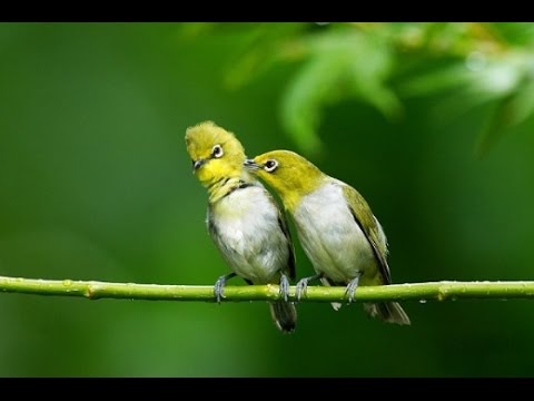 Chim Vành Khuyên Siêu VIP | Hanoi