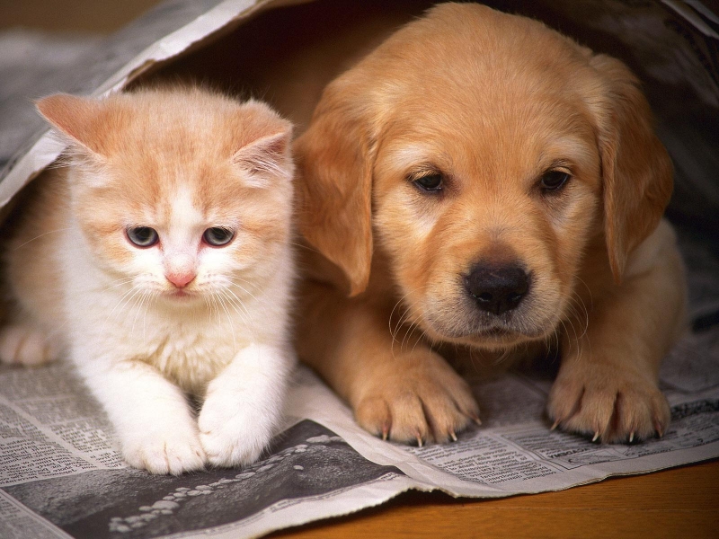 Top hình ảnh chó và mèo cute đáng yêu nhất