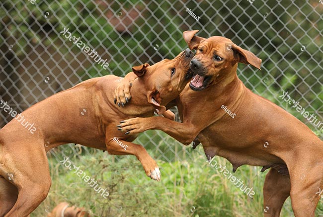 Không chỉ con người, những chú chó cũng có những mâu thuẫn và xung đột. Hình ảnh hai chú chó cắn nhau sẽ khiến bạn thấy ngạc nhiên và thú vị.
